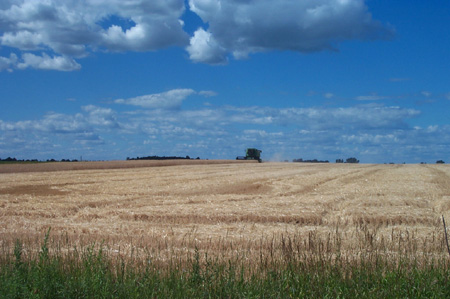 Combine harvesting wheat in a Tuscola County field